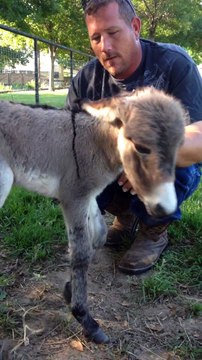 L'animal le plus mignon du monde : mini âne!