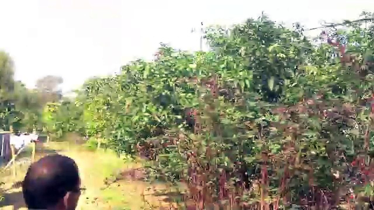 24.5 Rai Chanote Land 15km from Chiang Dao +15.5 Rai Hilltop Land STG www.chiangmaicountry.com