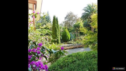 Туя:  44 зеленые пирамиды