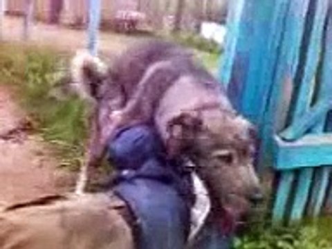 Собака-друг человека