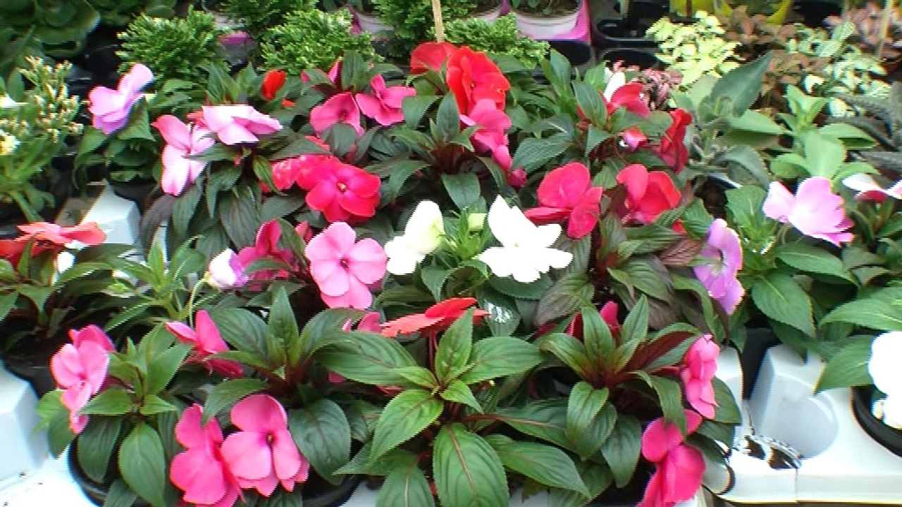 Les Floralies 2016