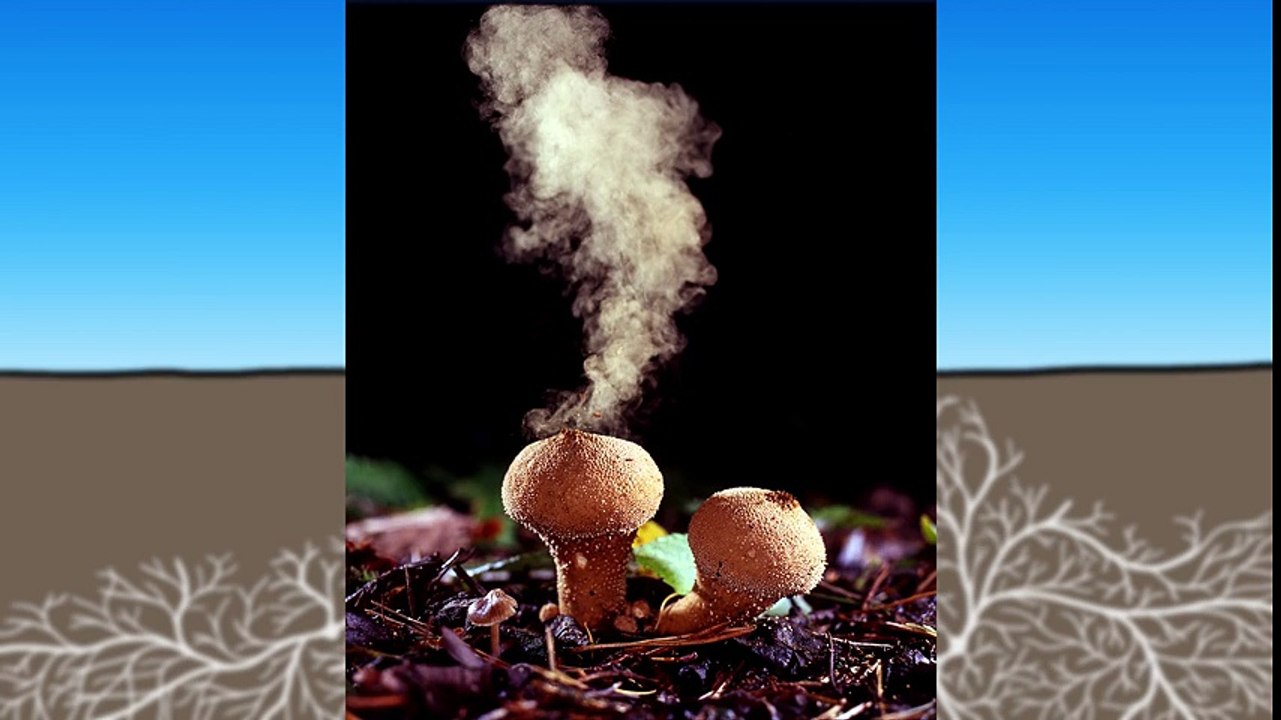 How Mushrooms Make It Rain