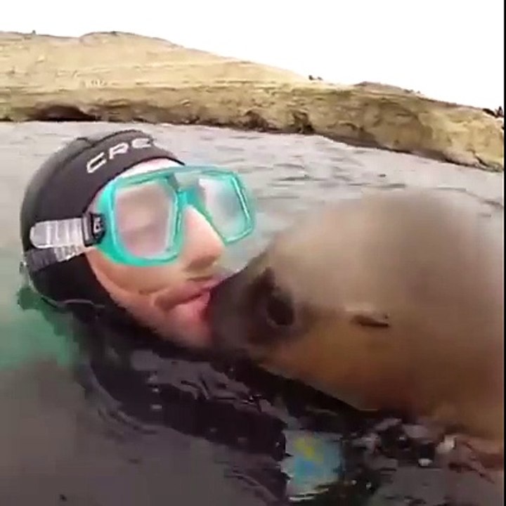 Attaque de phoques sur des plongeurs.... L'attaque la plus adorable qui soit