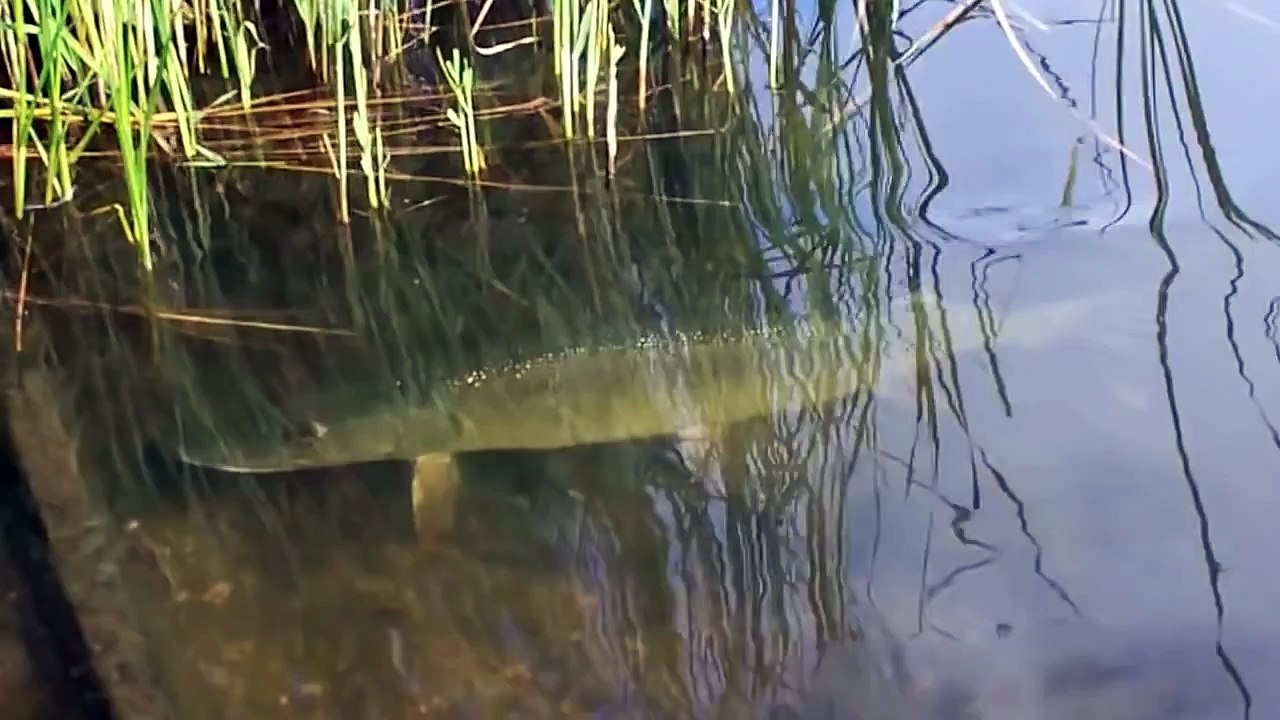 Feeding pike прикормка щуки