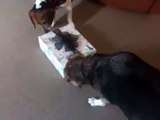 Barney & Owen start opening their Christmas gifts