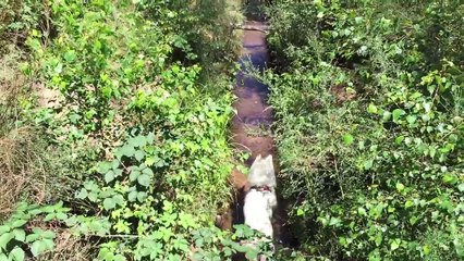 Gido in het Orderbos Apeldoorn