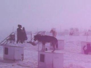 Fogged in With My Dogs