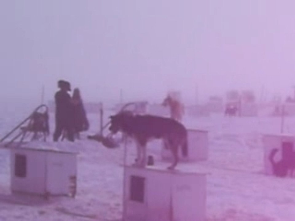 Fogged in With My Dogs