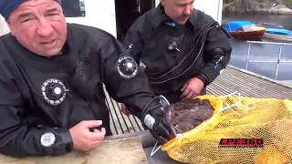 Fish eats diver's hand - animal attack