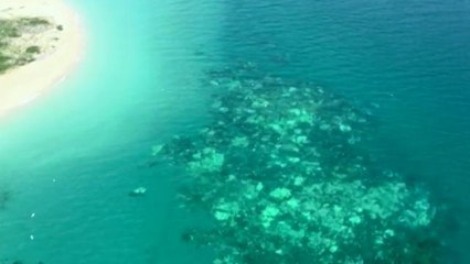 La Gran Barrera, víctima del blanqueo sus corales