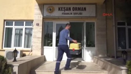 Edirne Yaralı Kerkenez Tedavi Altına Alındı