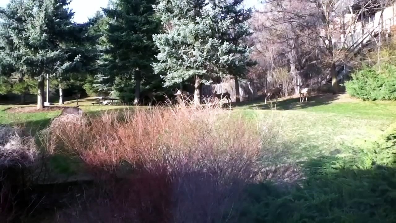 Deer in our backyard