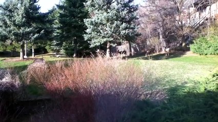 Deer in our backyard
