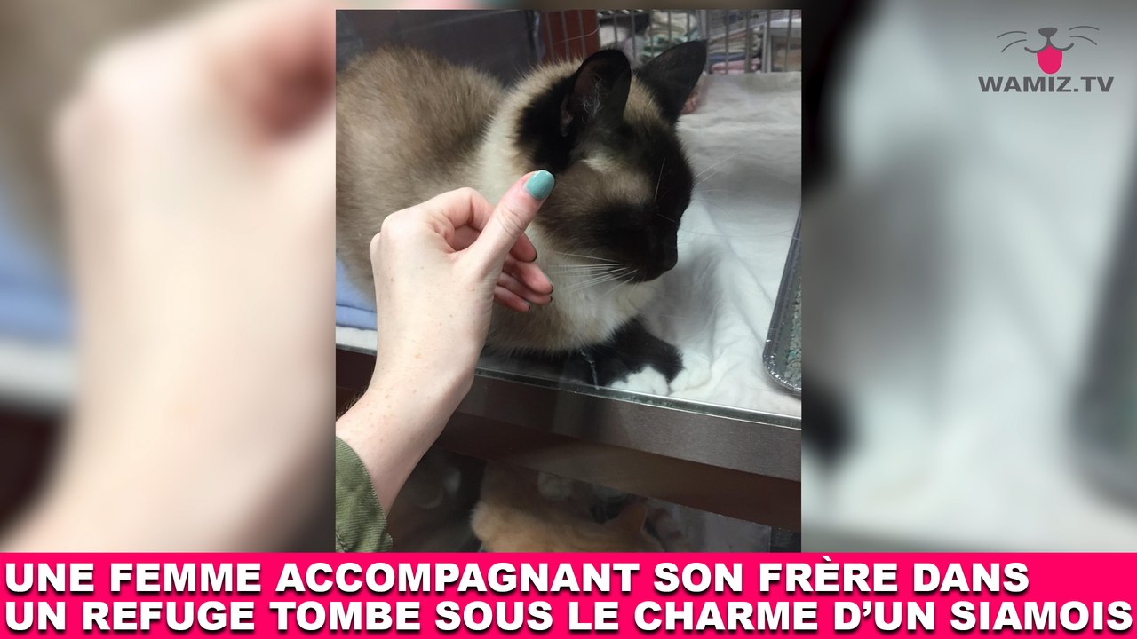 Une femme accompagnant son frère dans un refuge tombe sous le charme d'un siamois ! L'histoire dans la minute chat #195