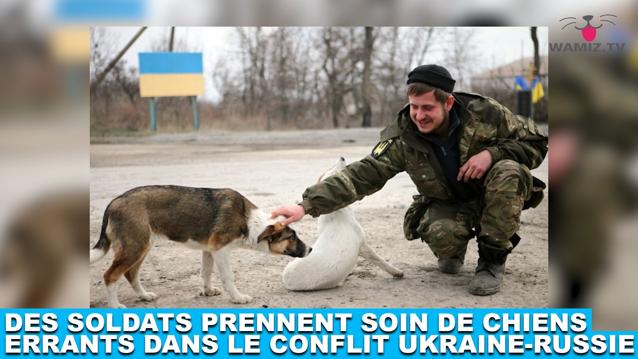 Des soldats prennent soin de chiens errants dans le conflit Ukraine-Russie ! Plus d'infos dans la minute chien #195