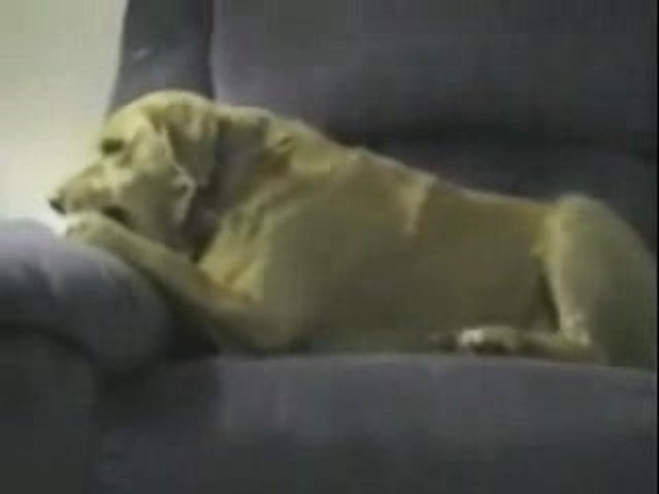 lechienlepluscon