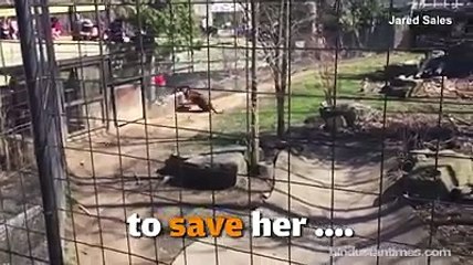 Woman jumps into tiger's enclosure at the drop of a hat!