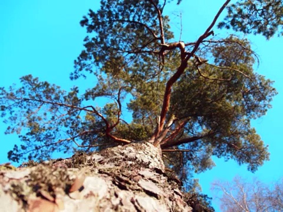 I'll remember Elvis Presly  / musik : Ellert Nordmark.