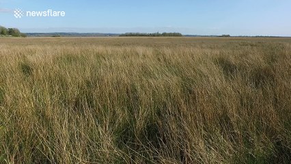 Beautiful drone flight over Church Island at Lough Beg, Northern Ireland