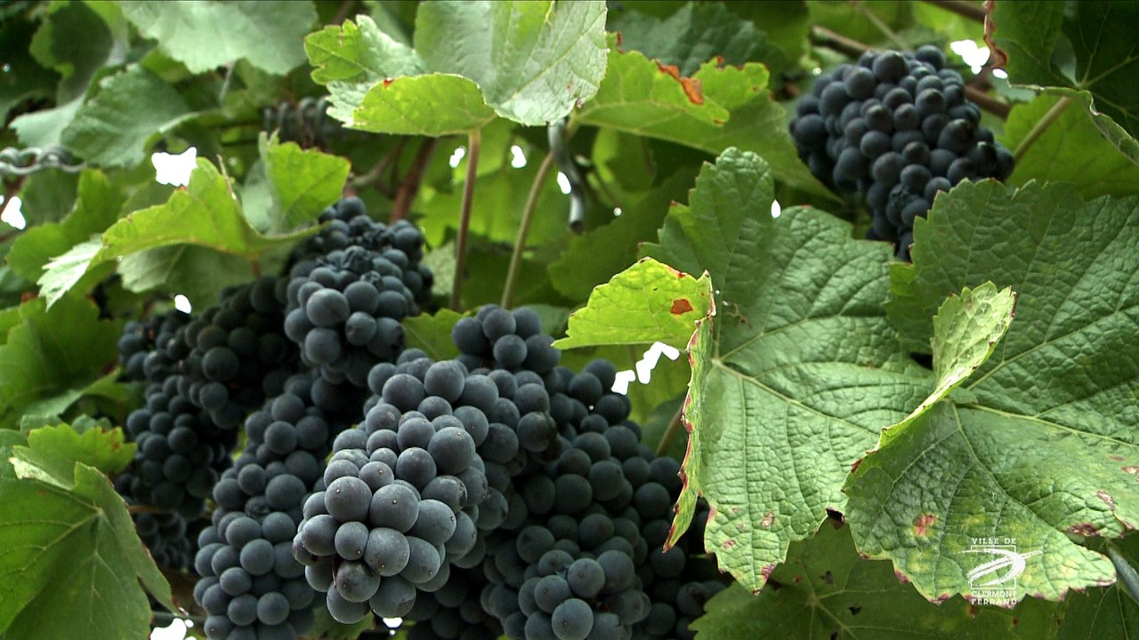 Le concours des vins d’Auvergne 2016