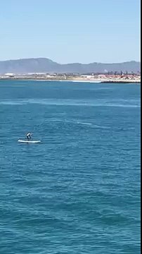 Une baleine saute près d'un paddleboardeur