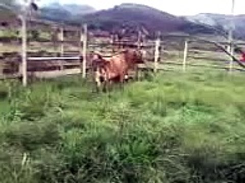 vidios engraçados vaca brava