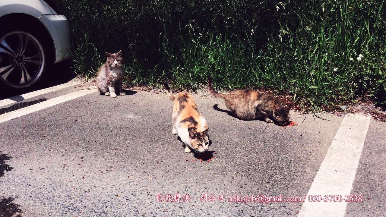 ニャンばって生きる猫くんたち