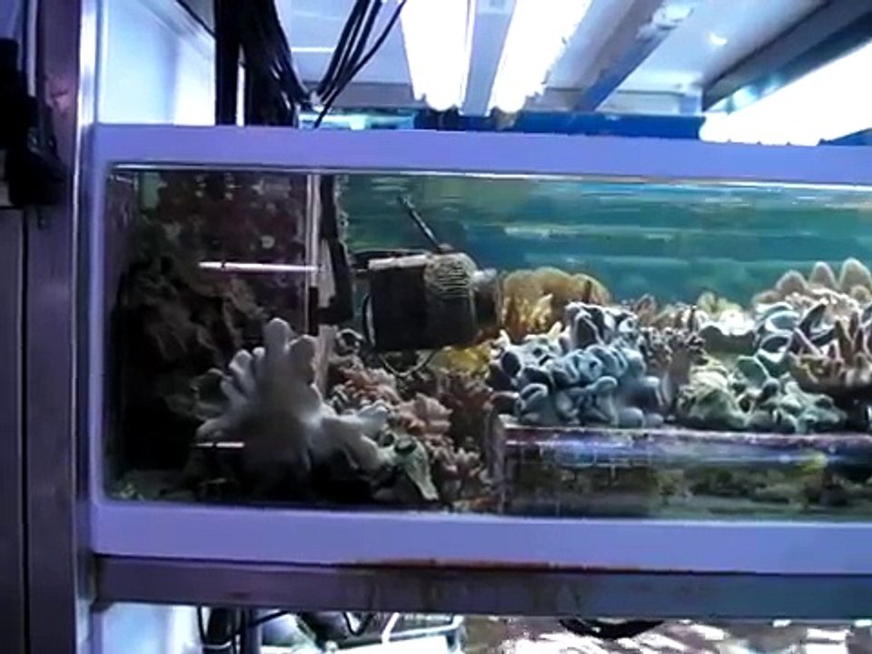 Marine Life Coraux mous boutures