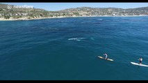 Paddleboarders encounter friendly gray whales off California coast