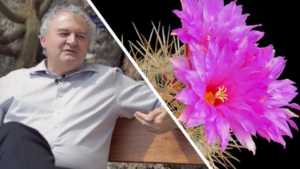 Interview : comment les cactus résistent-ils si bien à la sécheresse ?