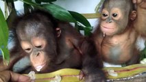 Budi and Jemmi eating fruit together in their hammock