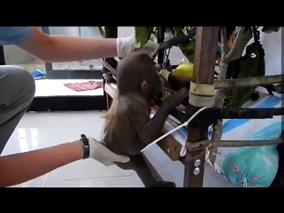 Budi learns to climb!