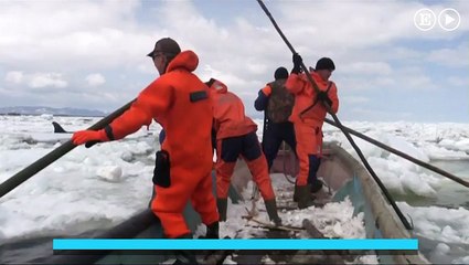 Orcas atrapadas en el hielo en Rusia