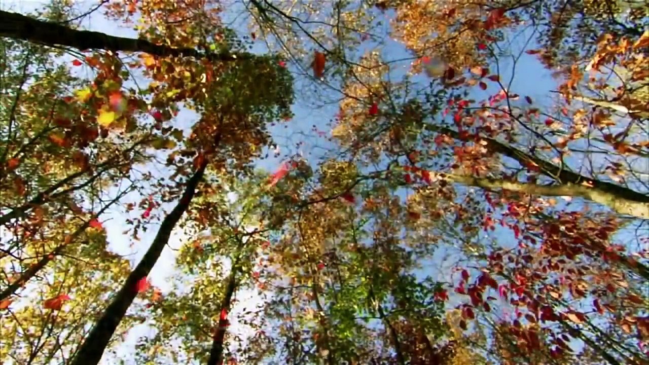 La chasse à l'écureuil