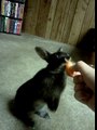 Netherland Dwarf bunny eating a carrot