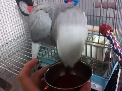 ヨウム　まめちゃん　スイカジュースを飲む！african grey parrot