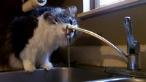 Cat drinks from sink