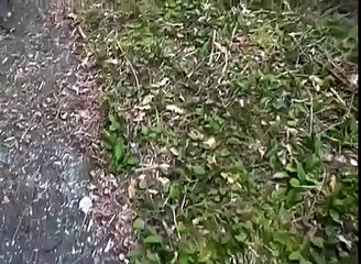 Military Helicopters Escort UFO