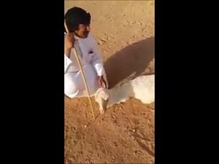 OMG!! Camel born with 2 Legs only