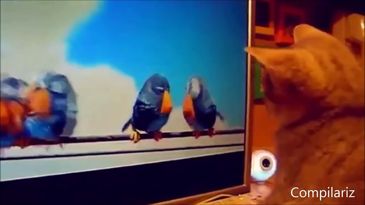 [Funny Cats Compilation] One-Hour long _ NEW in HD (2015)