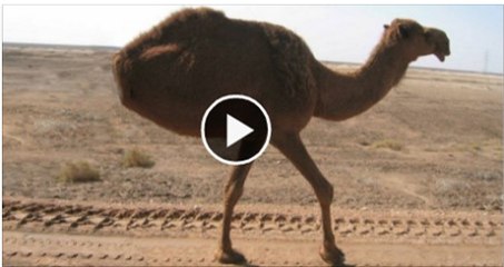 OMG!! Camel born with 2 Legs only Watch This Ammzing Video