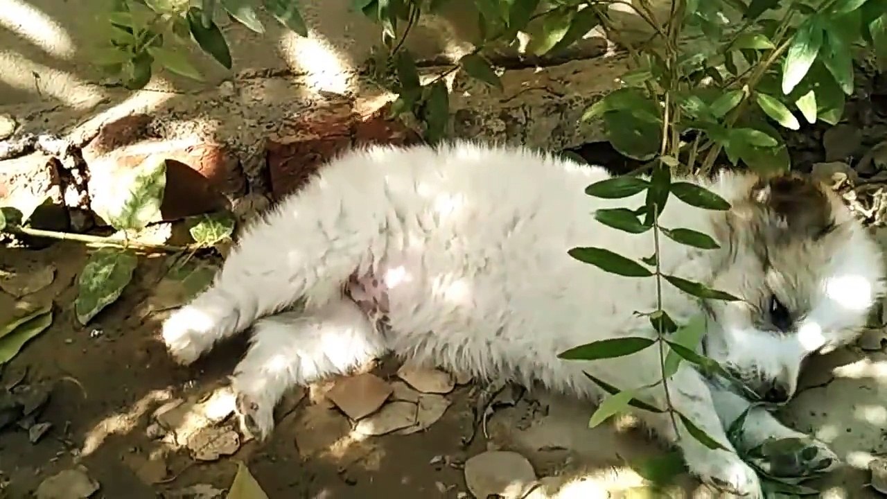 Funny Video of Cute White Puppy Playing in Garden - Funniest Comedy Videos
