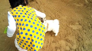 Must Watch Puppy Playing Funny Videos - Cute baby loves playing with her cute white puppy