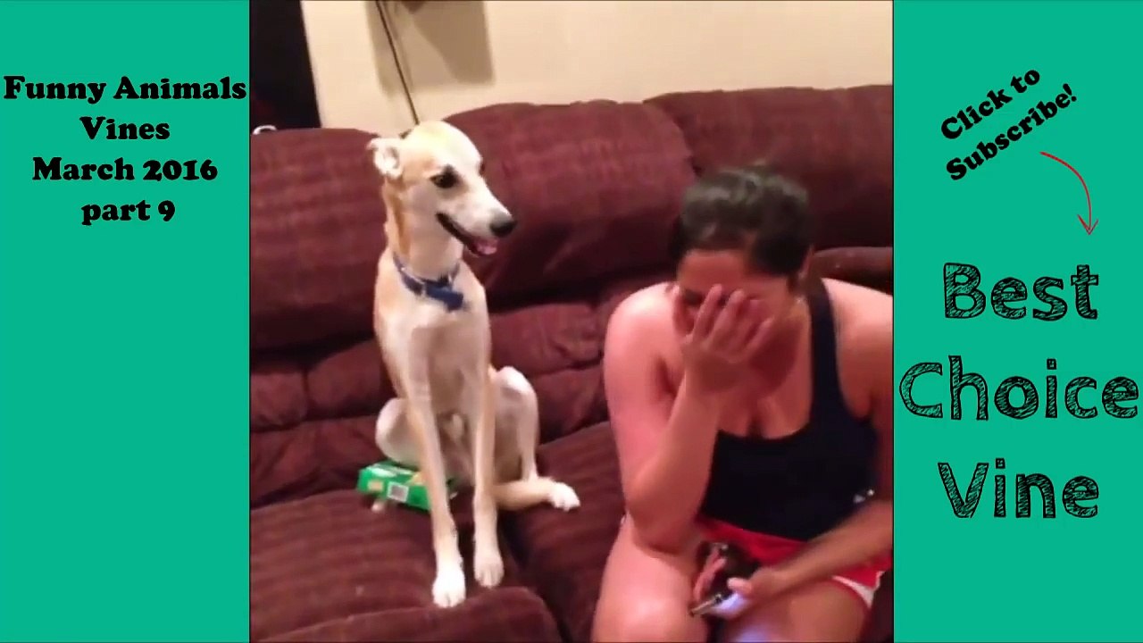 Funny Animals Vines March 2016 part 9 - BestChoiceVine