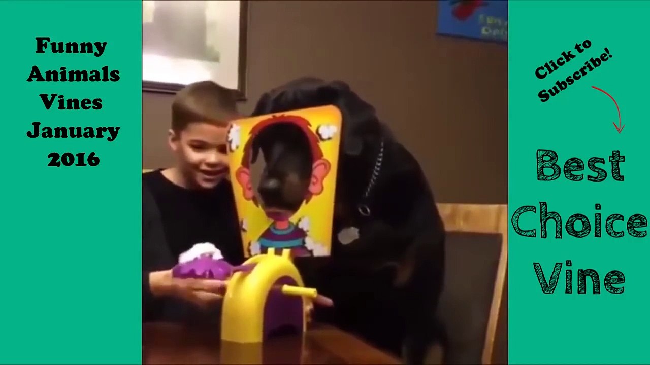 Funny Animals Vines January 2016 - BestChoiceVine