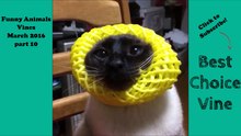 Funny Animals Vines March 2016 part 10 - BestChoiceVine