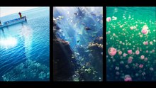 PiVi Channel - Beautiful fish under the sea - Deepest fish in ocean
