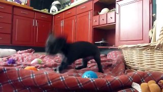 So Cute Puppy Playing with Ball - Very Funny Video