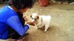 Cute Puppy Playing with Cute Baby Girl.- Must Watch Puppy and Baby Videos