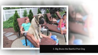 PiVi Channel - Top 10 Biggest - Tallest Dog in the world 2016
